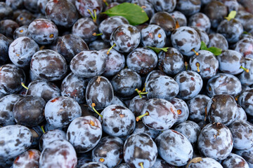 Full frame image of a large group of fresh organic plums ready for sale on a local farmers market
