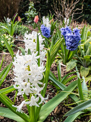 Fototapeta premium Spring flowers in the garden.