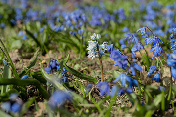 Spring flowers, blue snowdrops. A beautiful lawn. Scandinavian nature.Concept, spring background, April, March.There is place for text.