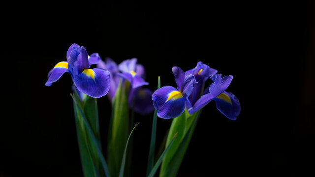 Beautiful blue irises on black background. Image with selective focus