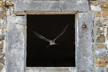 Barn swallow flying through window
