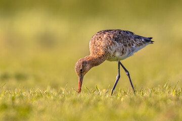 Black-tailed Godwit wader bird in natural habitat