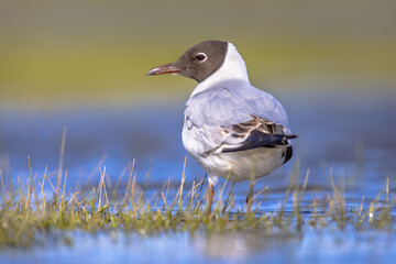 Black-headed gull bird in wetland