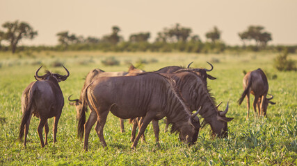 Blue Wildebeest herd grazing at sunset