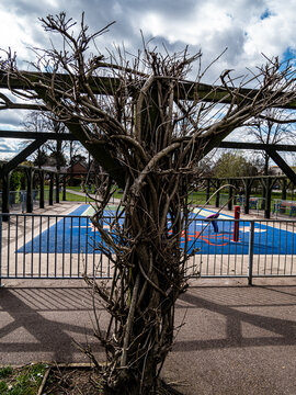 View Of Tree In The Wyndham Park In Grantham UK.