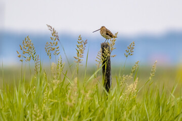 Common snipe sitting on pole in wetland