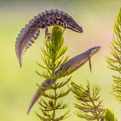 Common newt amhibian in freshwater habitat