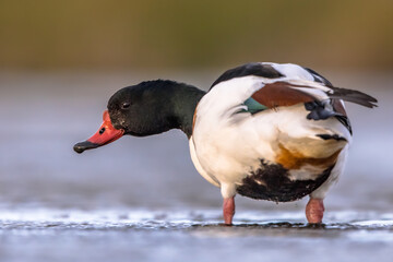 Common shelduck walking in shallow water