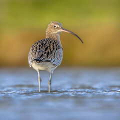 Eurasian curlew wading in tidal marsh waddensea