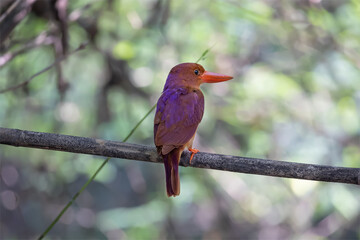 The ruddy kingfisher (Halcyon coromanda) is a medium-sized tree kingfisher which is widely distributed in east and southeast Asia, ranging from South Korea and Japan in the north, south through the Ph
