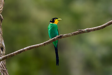 colorful bird long tailed broadbill on tree branch, kaeng krachan national park, thailand