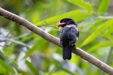 Beautiful of Black bird, Beautiful of Broadbill, Dusky broadbill ( Corydon sumatranus )