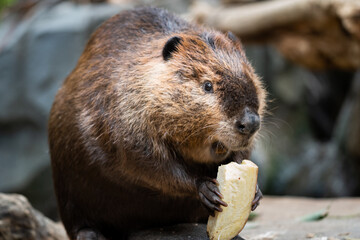 American beaver enjoying a meal.
