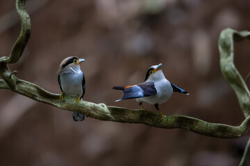 Nice Pair of Silver-breasted Broadbill, parenthood, Serilphus lunatus, posting on the branch with great details, bird