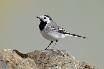 White wagtail // Bachstelze (Motacilla alba)