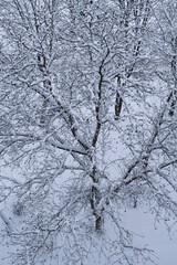 Tree covered with snow. Snowy branches and winter wonderland background. Top view, vertical image