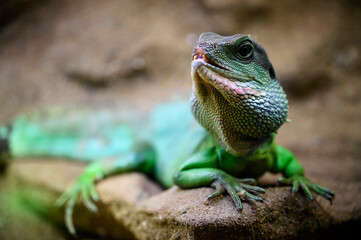Physignatus - green agama lizard on a stone.