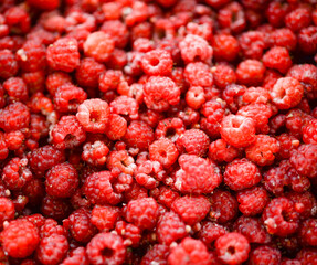 Raspberries background. Fresh red berries of ripe raspberries