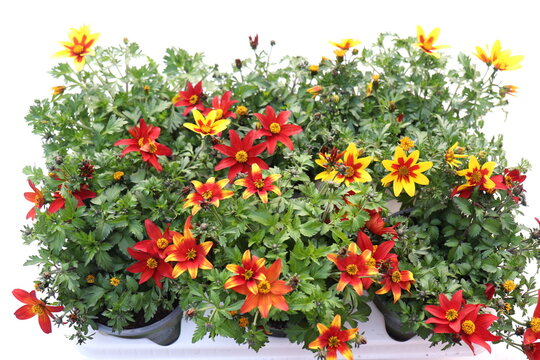 Bunte Bidens. Goldmarie. Zweizahn.