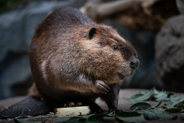American beaver enjoying a meal. © exs