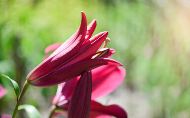 Obraz premium Bright crimson lily flower in the garden. Great for backgrounds, calendar, covers.