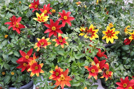 Bunte Bidens. Goldmarie. Zweizahn.