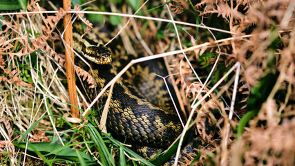 Venomous adder snake coiled in bracken and grass