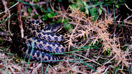 Venomous adder snake coiled up in grass and bracken