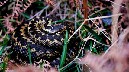 Adder snake coiled up in grass and bracken