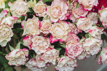 Festive floral background in pastel colors. Pastel pink roses close-up. Blooming delicate roses in a bouquet.