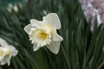 A daffodil flower on a blurry background on a sunny day. Blooming white daffodil with a large core. A beautiful white daffodil with green foliage.