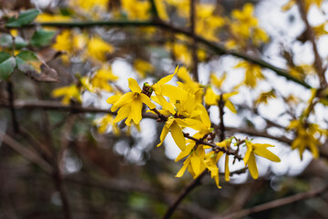 Yellow flowers on the Forsythia bush (lat. Forsythia), on a blurry background on a sunny day. The first spring flowers.