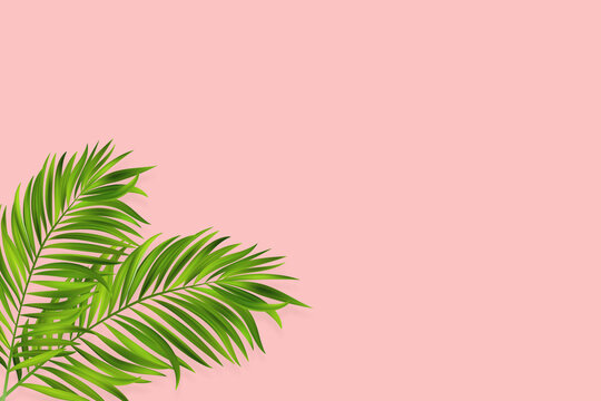 Coconut leaves on a pink background. Vector