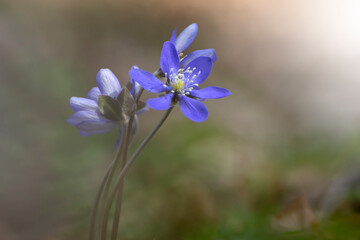 Closeup photo of first spring blue and yellow flowers that growing in the forest. Hepatica nobilis
