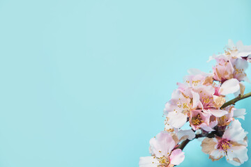 photo of spring white cherry blossom tree on blue