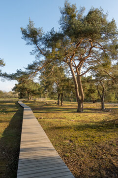 The nature conservation "Schwanheimer Dune" near Frankfurt which is an inland dune a very rare landscape created with sand from the near river main and nidda. wooden boardwalk preserves the regio