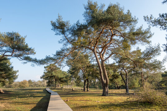Schwanheimer Dune is a nature conservation region near Frankfurt which is a inland dune a very rare landscape created with sand from the near river main and nidda. wooden boardwalk preserves the regio