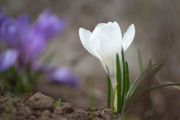 Closeup photo of first spring blue and yellow flowers that growing in the forest. Hepatica nobilis