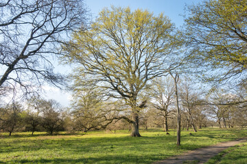Freestanding large old oak tree with a few first leaves in the spring time in the middle of an green meadow with a path in the corner of the picture in 