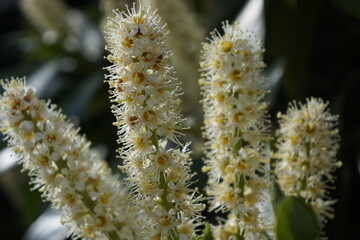 Spring white flower