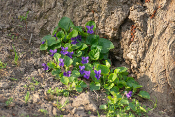 Closeup photo of first spring blue and yellow flowers that growing in the forest. Hepatica nobilis