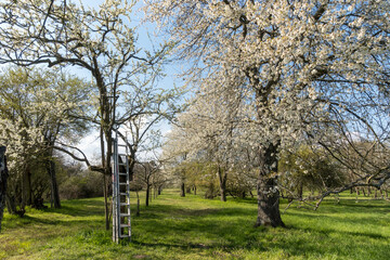 Blooming fruit orchard with several blooming Apple trees in the spring. Beautiful spring colors of blooming fruit trees in orchard near Frankfurt, apple tree for famous "Apfelwein"