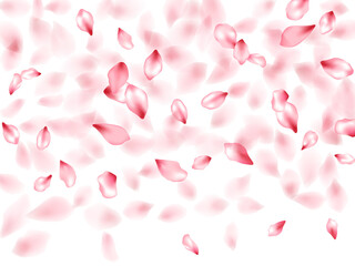 Pink sakura flower flying petals isolated on white vector background.