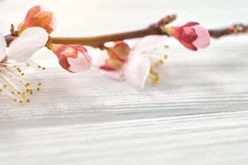 photo of spring white cherry blossom tree on blue