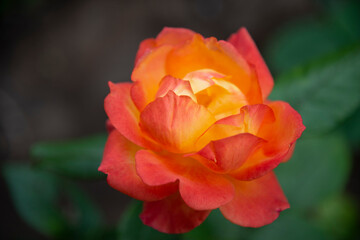 A large fiery red rose close-up. The concept of beauty