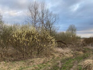 Spring landscape.  The yellow willow buds have blossomed on the branches in the spring.