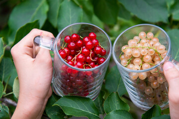 White and red currant berries in different glasses in children's hands. The concept of healthy vitamin food.