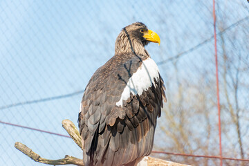 American bald eagle sit on the tree, eagle in wild