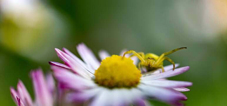 Misumessus oblongus, the green crab spider on a flower. 