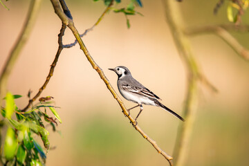 Wagtail with a worm in its beak sitting on a branch in summer. 